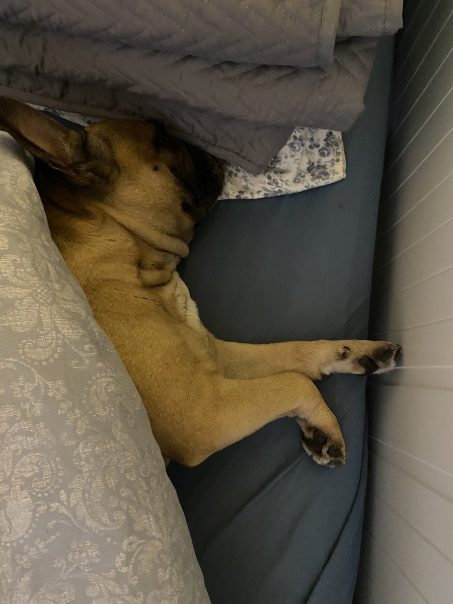 kernelmodeon's tweet photo. Husband: “this is your first time sleeping alone in the house since we got married. Will you be ok?”

Me: “don’t worry, our guard dog will protect me” 

Our guard dog: https://t.co/hG53ZN7GrV
