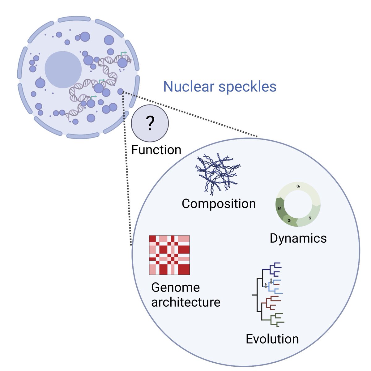 Our state-of-the-art review on #NuclearSpeckles is out now <a href="/FEBSJournal/">The FEBS Journal</a>. Many thanks to the editors and the reviewers! Reviewers were very helpful and they had great suggestions. Enjoy reading:  febs.onlinelibrary.wiley.com/doi/10.1111/fe…
