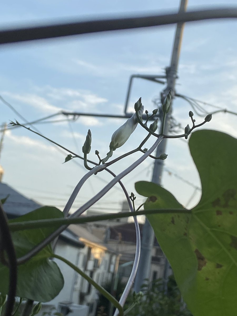 なす 朝顔やっとつぼみなのですが 手前の葉っぱから分かるように 下の方とか虫食いや管理不足で枯れてしまっています 他の子も 家の中非難組以外はちょっともうダメかもしれない 種の収穫できる子は 来年のために収穫するから許して むしろそれでも なす 朝顔やっとつぼみなのですが 手前の葉っぱから分かるように 下の方とか虫食いや管理不足で枯れてしまっています 他の子も 家の中非難組以外はちょっともうダメかもしれない 種の収穫できる子は 来年のために収穫するから許して むしろそれでも
