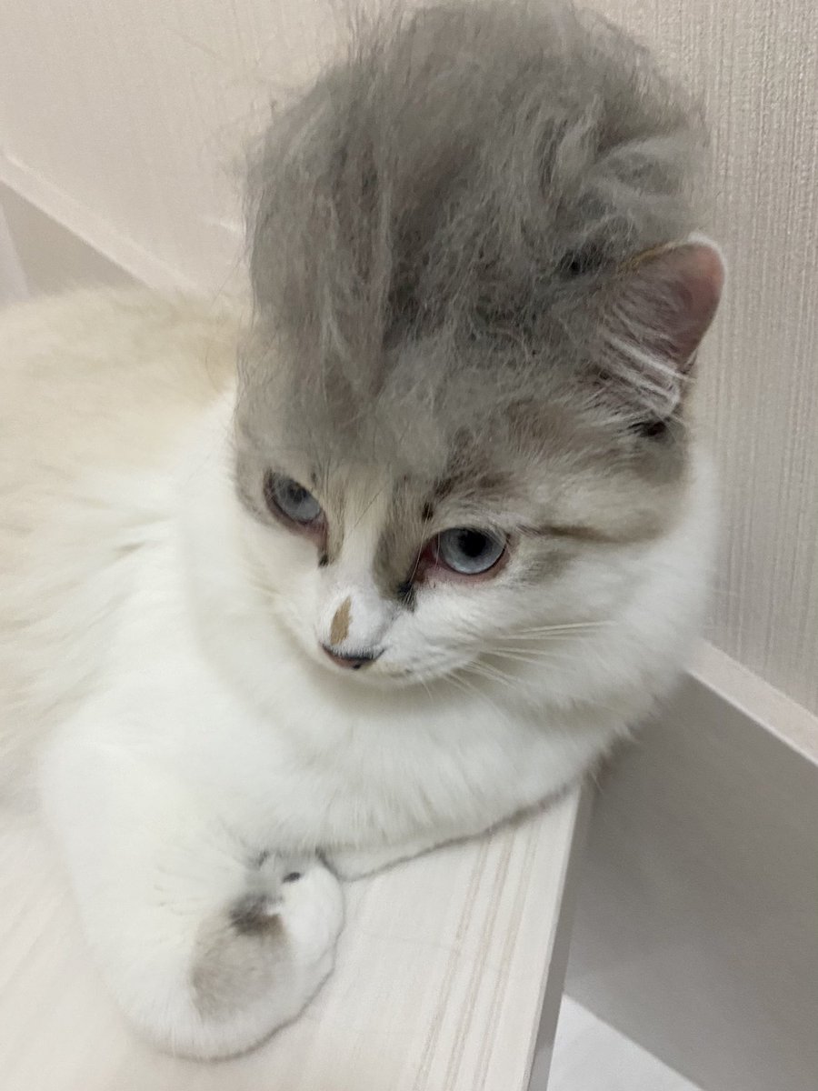 リーゼン党 RAVE AGAINST RACISM 「参政党には投票しない」 2025.7.16 at Shinjuku