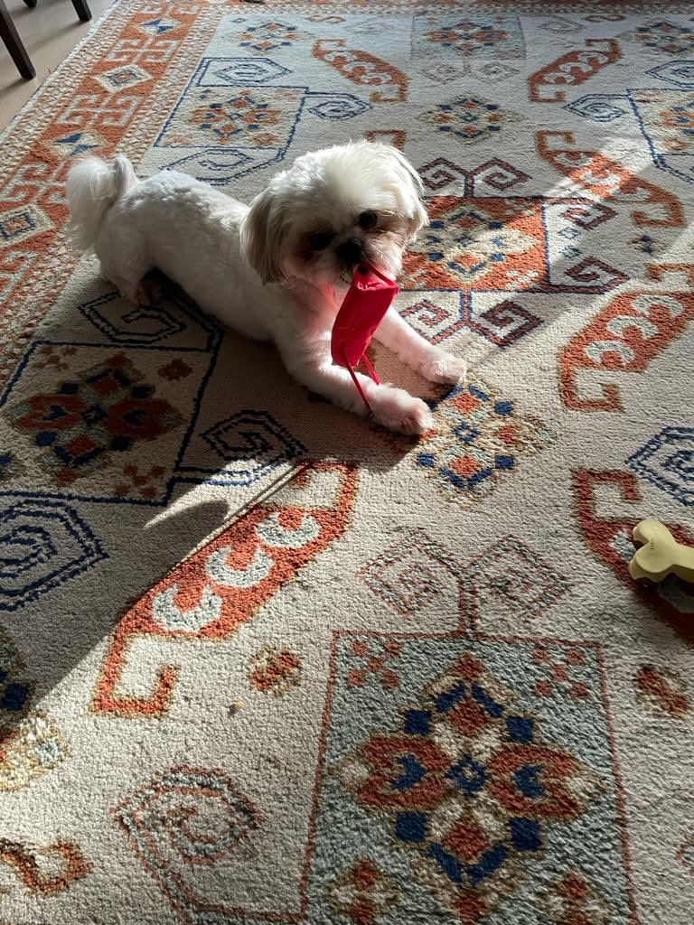 FFP2 Maske wichtiger als der Knochen. Gigi, ein Hundekind der Pandemie.