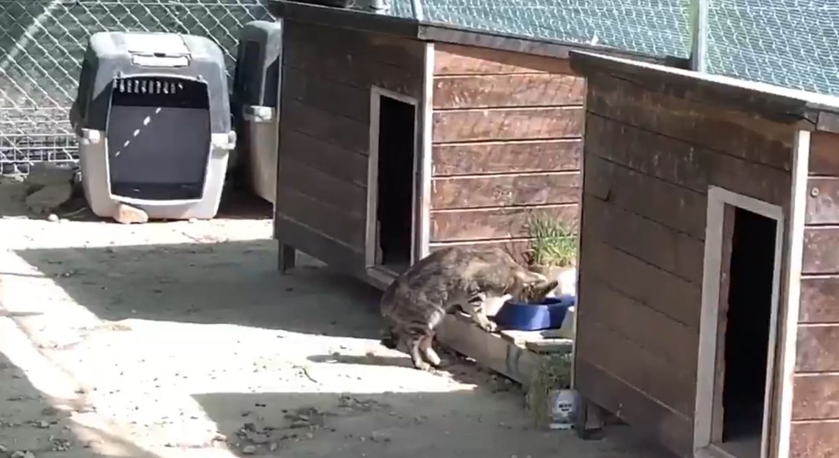 Erinia88958972's tweet photo. Ola de calor. Los gatos siguen en el Guano de Zaragoza y sus cuidadoras desde hace más de 10 años, tienen prohibida la entrada. No dejarlas entrar es una de las cosas más miserables que he visto y, lo peor de todo, es que en ese acto tan vil participan supuestos "animalistas". https://t.co/A94F1Npyd2