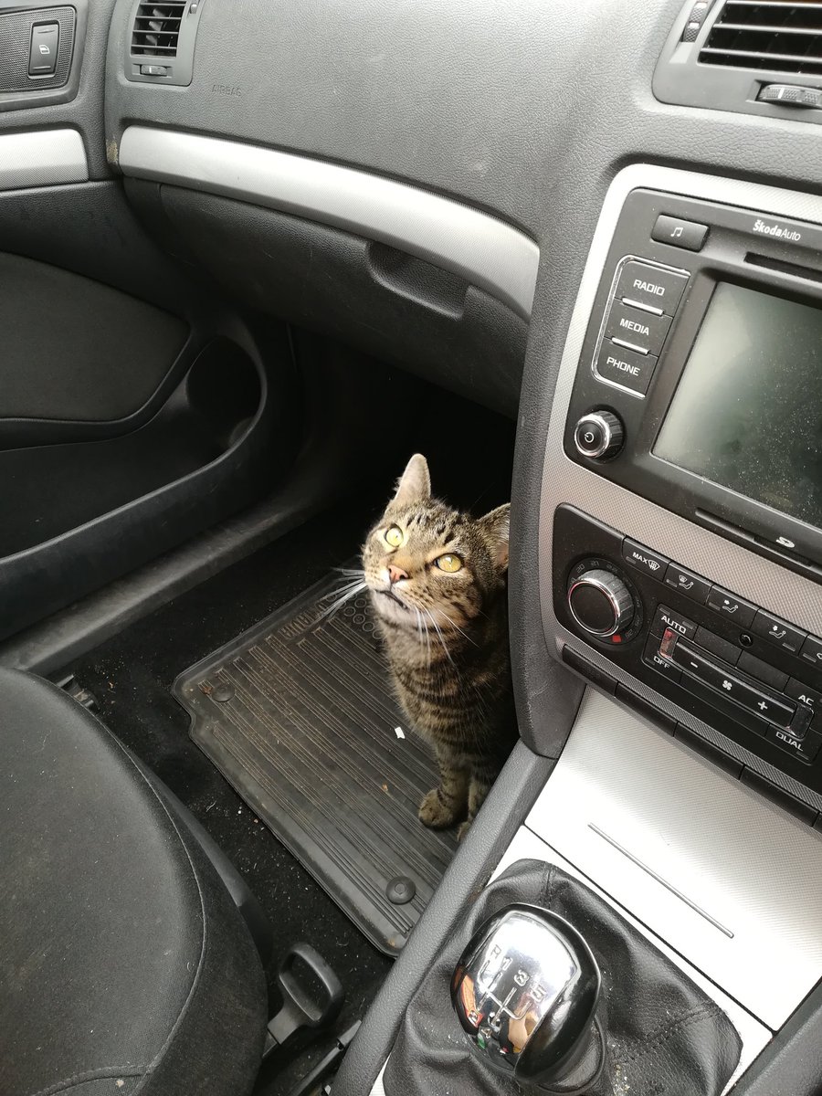 LogastonPress's tweet photo. Delivering books to @Leominstertic and had a puss cat come and say hello when I left the car door open🐱📚😁  #friendlyvisitor https://t.co/B4abpU6psM