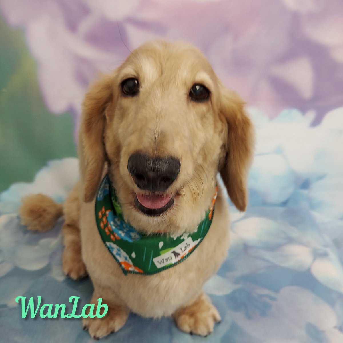dogsalon_wanlab's tweet photo. πε€§γ‘γγπ
#wanlab
#εΊδΈεΈγγͺγγ³γ°γ΅γ
#γ²γ¨γγΎγΌ
#γγγͺγγΌ
#γγγγ₯γ’γγγ―γΉγγ³γ
#γγγ―γΉ
https://t.co/UOa7vJOjT7 https://t.co/IH7o4aYV2l