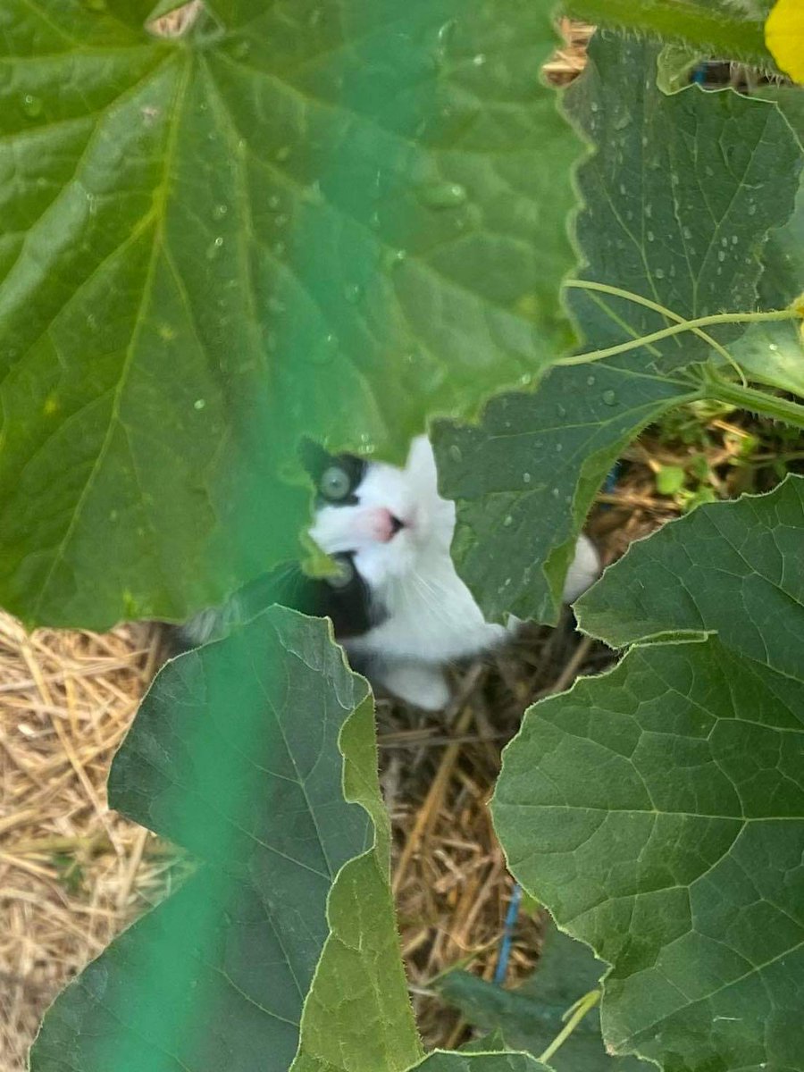 bergerebio's tweet photo. Surprise au pied des melons ! https://t.co/NHgbWgozID