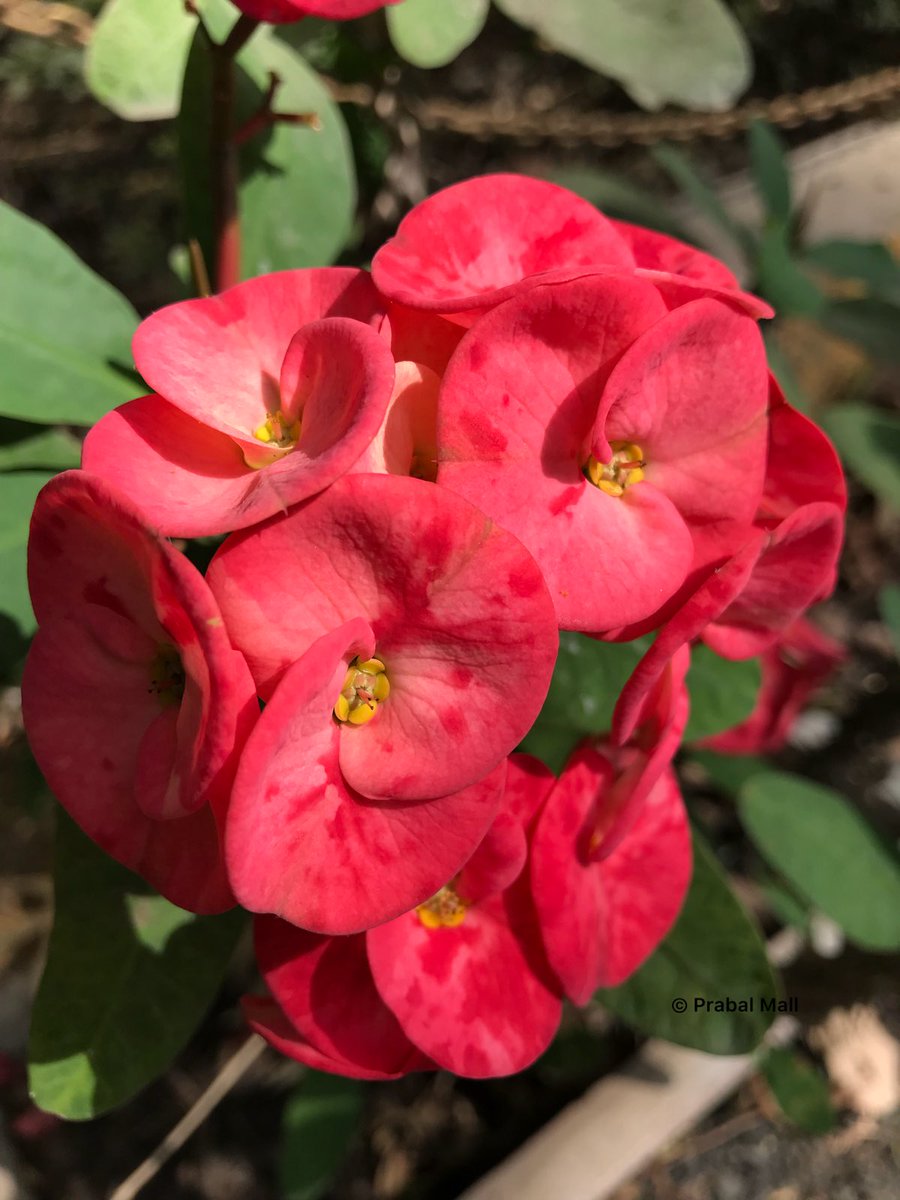 TravelerEternal's tweet photo. @gontanokoneroku Beautiful 😻
And here are #JustFlowersPM #JustNaturePM #iphonography https://t.co/WAADfHFGfo