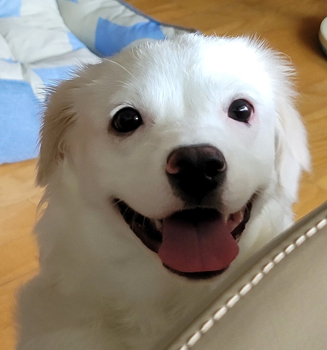 얼굴 마이 폈네 팔봉이