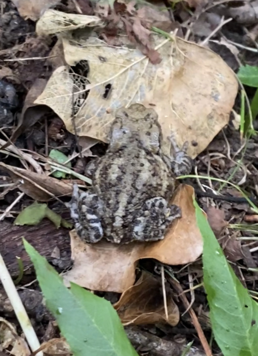 Frog or Toad? Is there a difference? ⁦<a href="/SussexWildlife/">Sussex Wildlife Trust 🦔</a>⁩