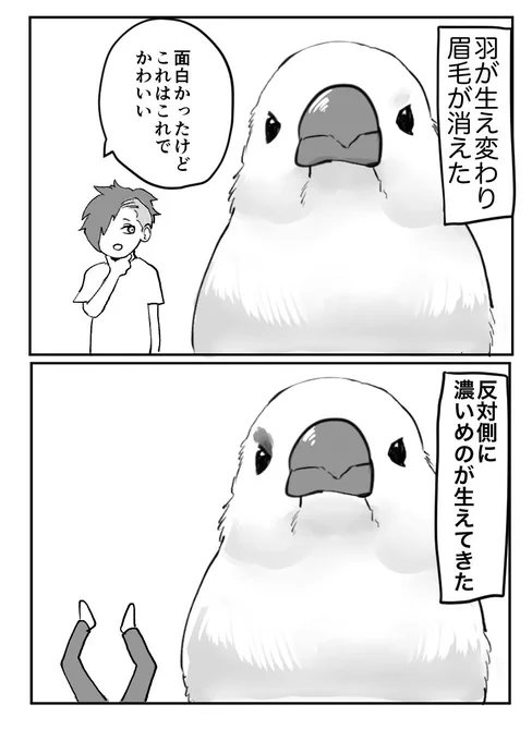 文鳥初心者漫画#日常漫画#文鳥 
