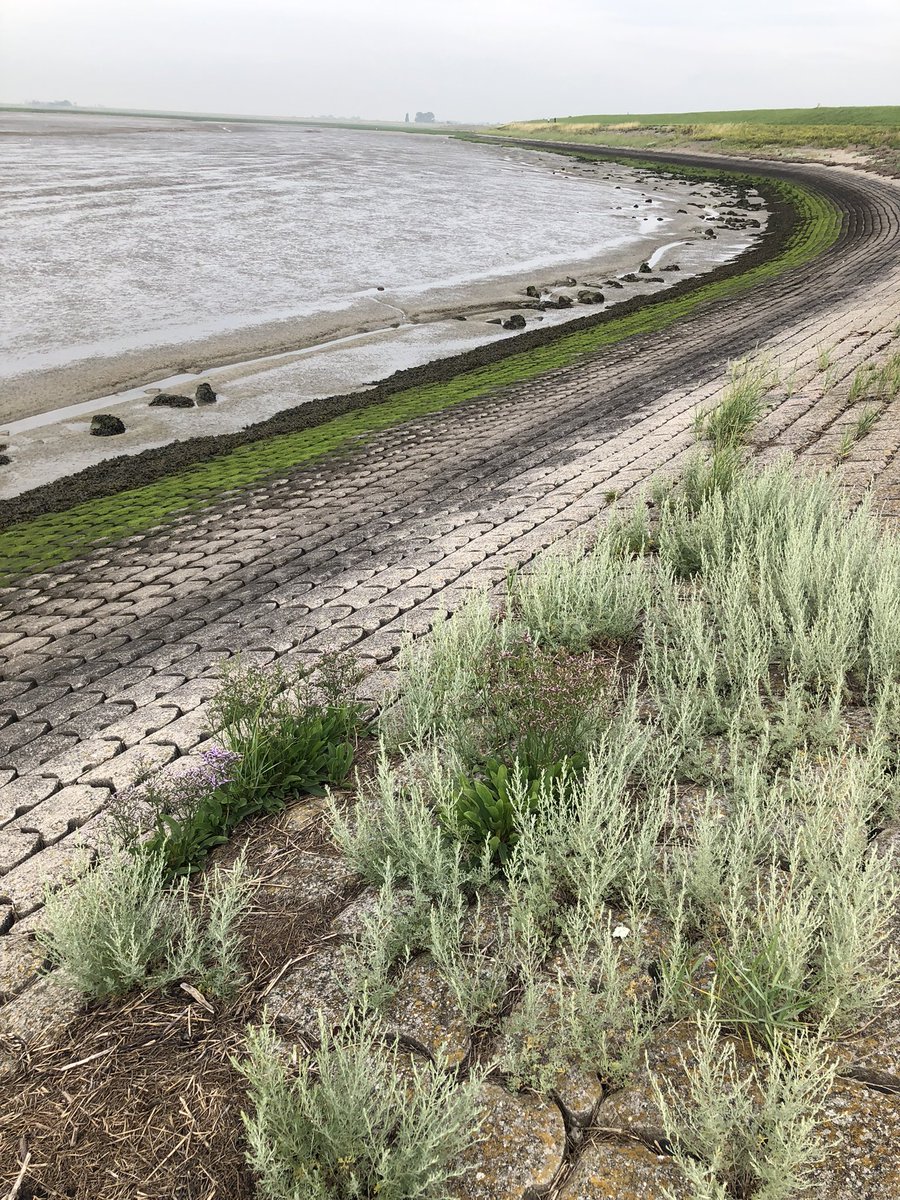 JoanvanBurg1's tweet photo. Langs de #westerschelde komen bijzondere (eetbare) planten voor. Even een rondje gefietst βοΈ
Zoals (zee) zeldzame rode lijst soorten #zeealsem, #zeekool, #zeevenkel en #kleinschorrenkruid https://t.co/0Gsto2dg0F