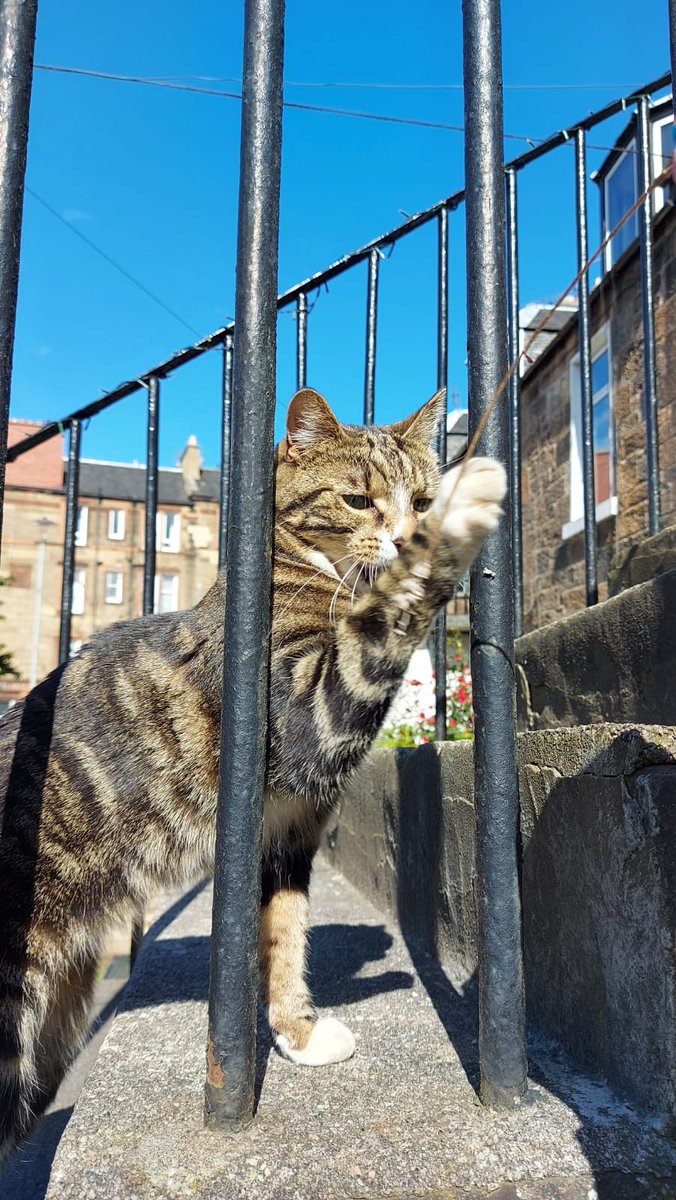 catmometer's tweet image. Blue skies