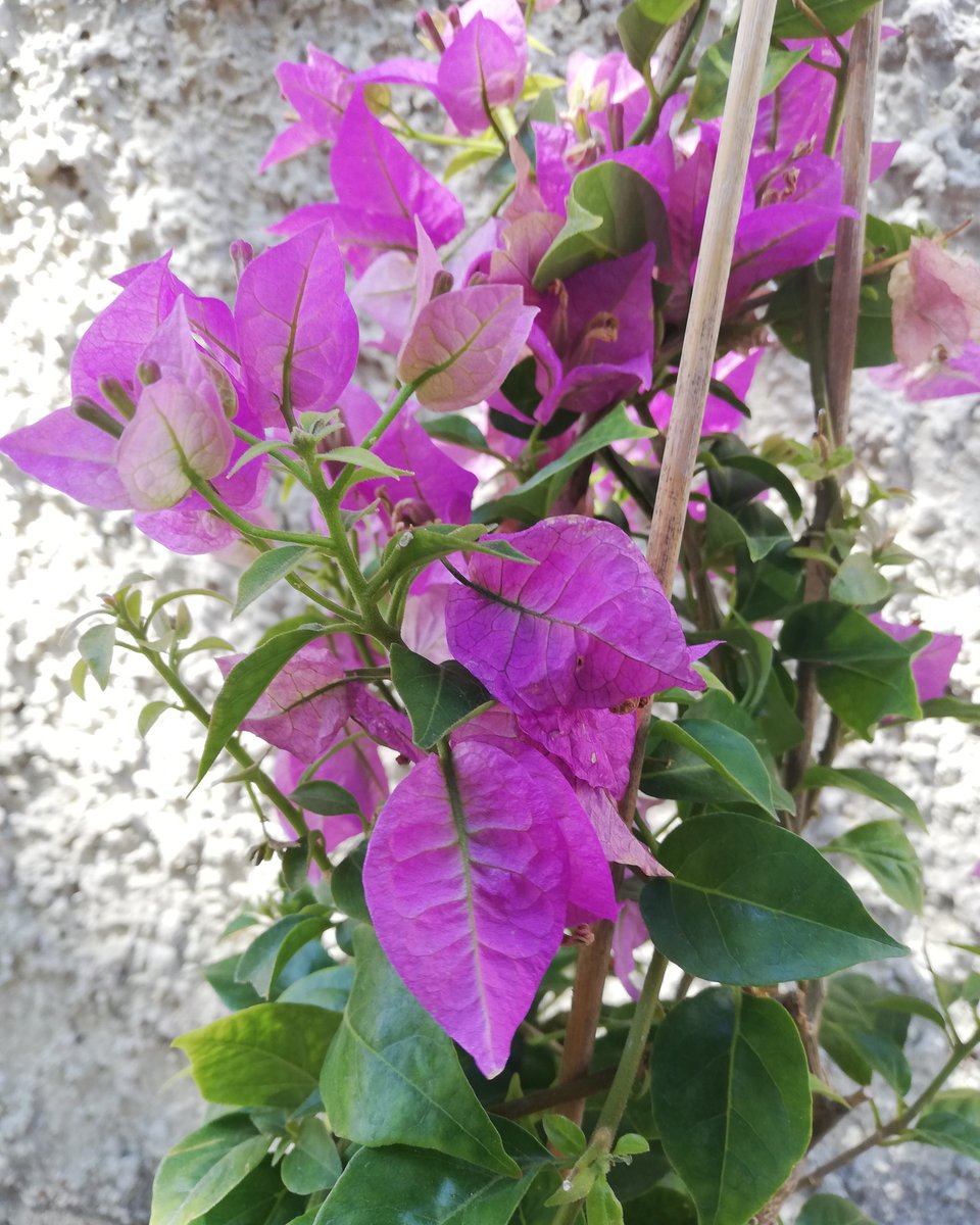 RosabelBofarull's tweet photo. "Com una porta sense balda,
així et vaig rebre"
#Forcano https://t.co/ubfGeZAq5e