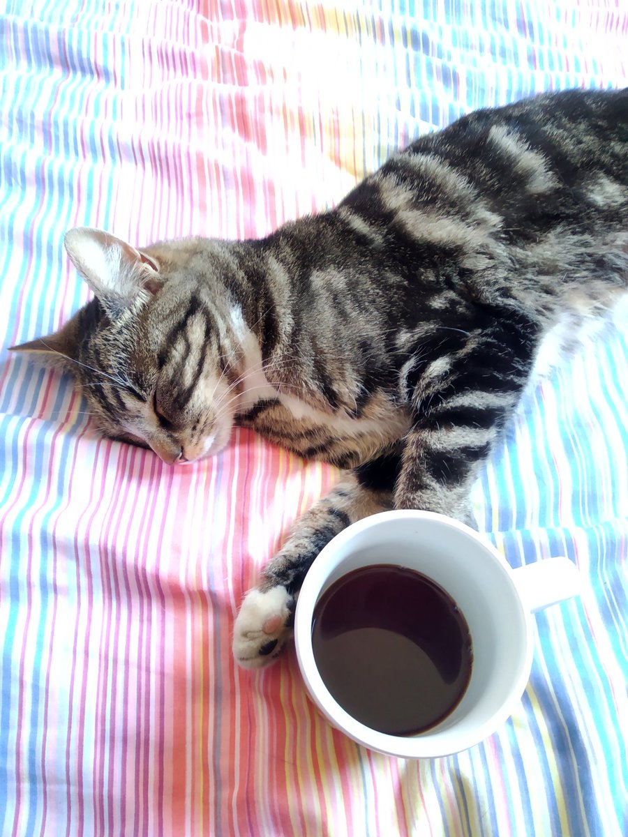 catmometer's tweet image. Warm, dry overnight.