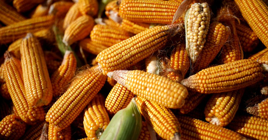 jcniyomugabo's tweet image. Did you know?
Maize accounts for 30−50% of low-income household expenditures in Africa!
Having high yielding, disease and pest-resistant and nutritionally enhanced maize varieties that are adapted to the growing conditions can help to boost production of maize in #Africa