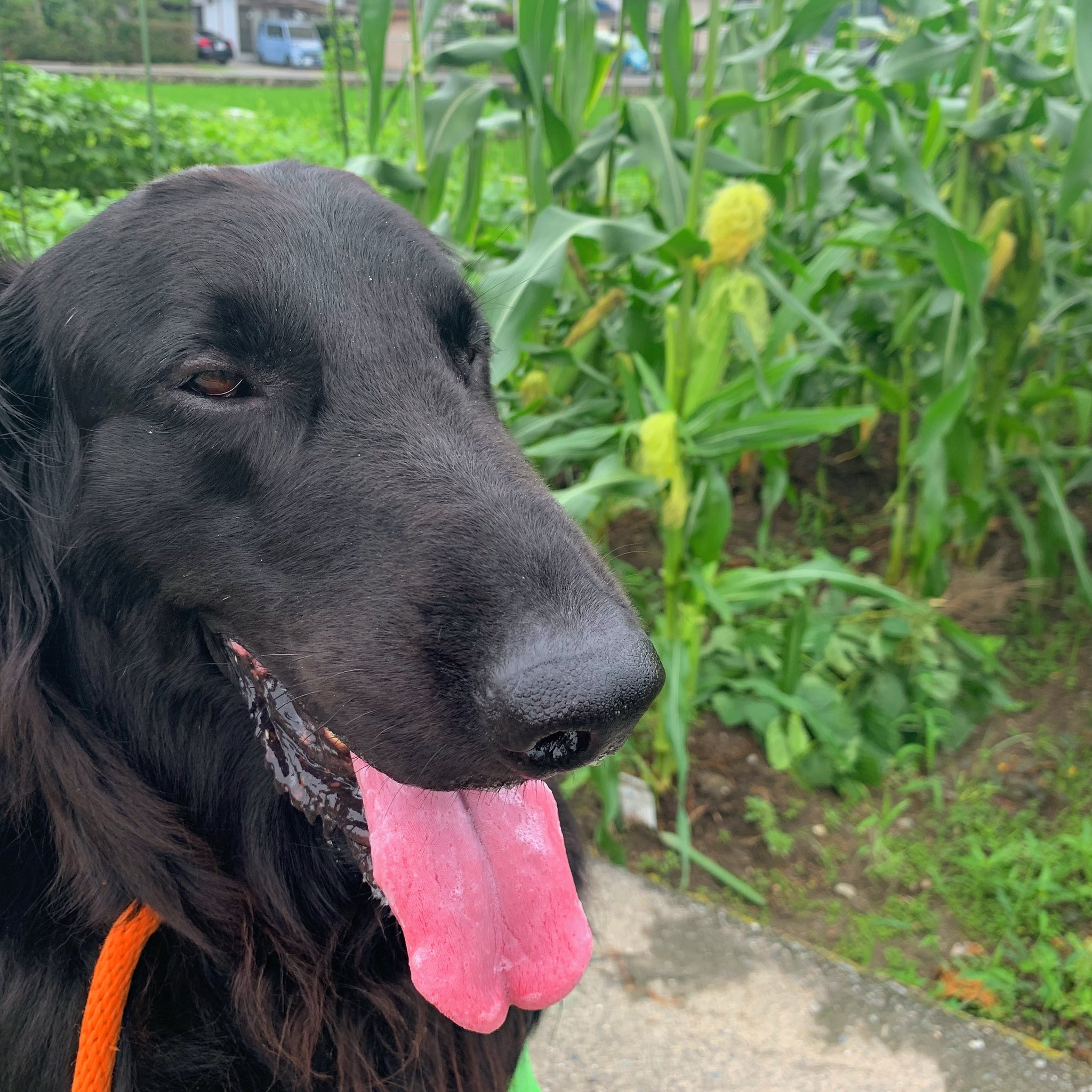 تويتر 凸凹フラット 大型犬3匹との生活 على تويتر 絶妙にブサイク どんな顔なん 笑 いぬ 犬 ブサイク ぶさいく T Co Ur1dr09vdb T Co Flwlwcy0bv تويتر 凸凹フラット 大型犬3匹との生活 على تويتر 絶妙にブサイク どんな顔なん 笑 いぬ 犬 ブサイク ぶさいく T Co Ur1dr09vdb T Co Flwlwcy0bv