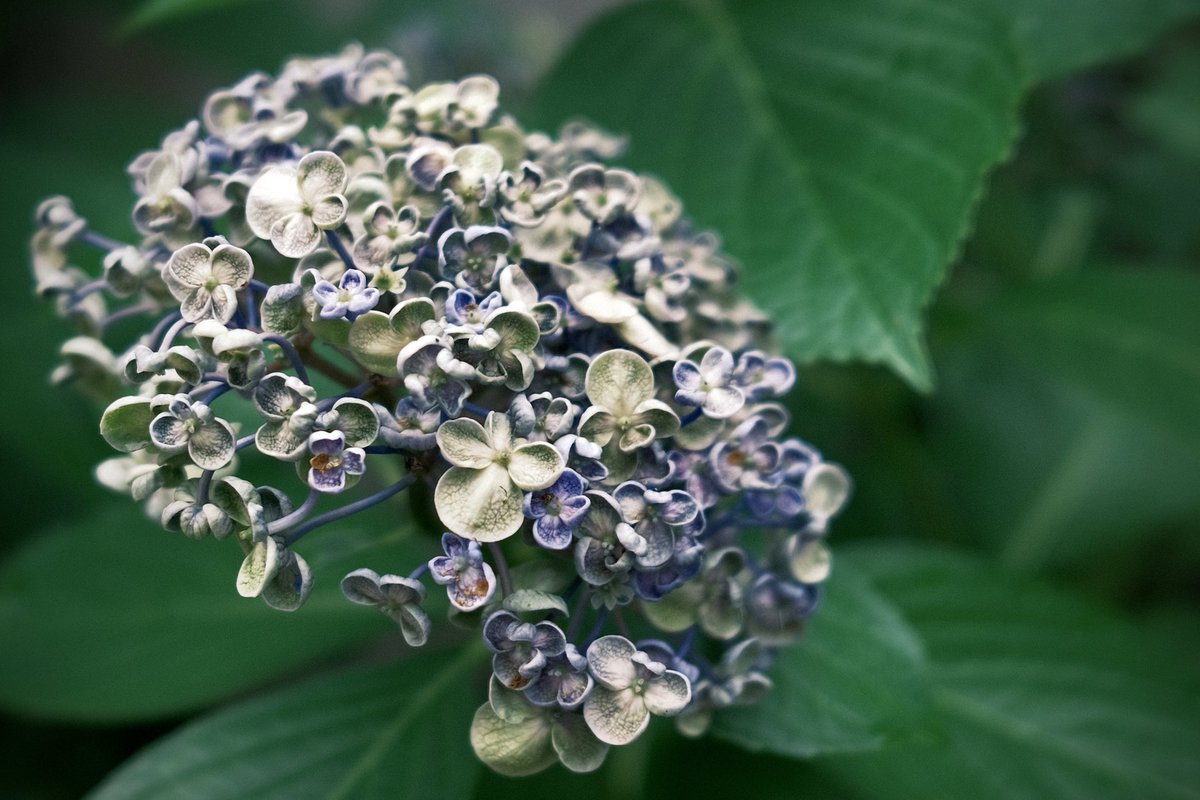 0u0_ken's tweet photo. 梅雨時らしい紫陽花とか苔とか！
もう少しするともっと夏らしい景色もとれるようになるかね！
やっぱX100Vいーよ
RX100も好きだったけど、操作性とかフィルムシミュレーションとかでX100Vが優位！
#x100v #photo #SnapShot  #Hiroshima #広島　#写真 https://t.co/8deQlChaEa