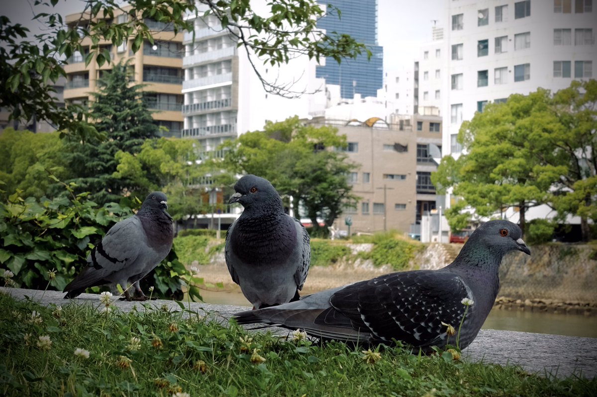 0u0_ken's tweet photo. 梅雨時らしい紫陽花とか苔とか！
もう少しするともっと夏らしい景色もとれるようになるかね！
やっぱX100Vいーよ
RX100も好きだったけど、操作性とかフィルムシミュレーションとかでX100Vが優位！
#x100v #photo #SnapShot  #Hiroshima #広島　#写真 https://t.co/8deQlChaEa