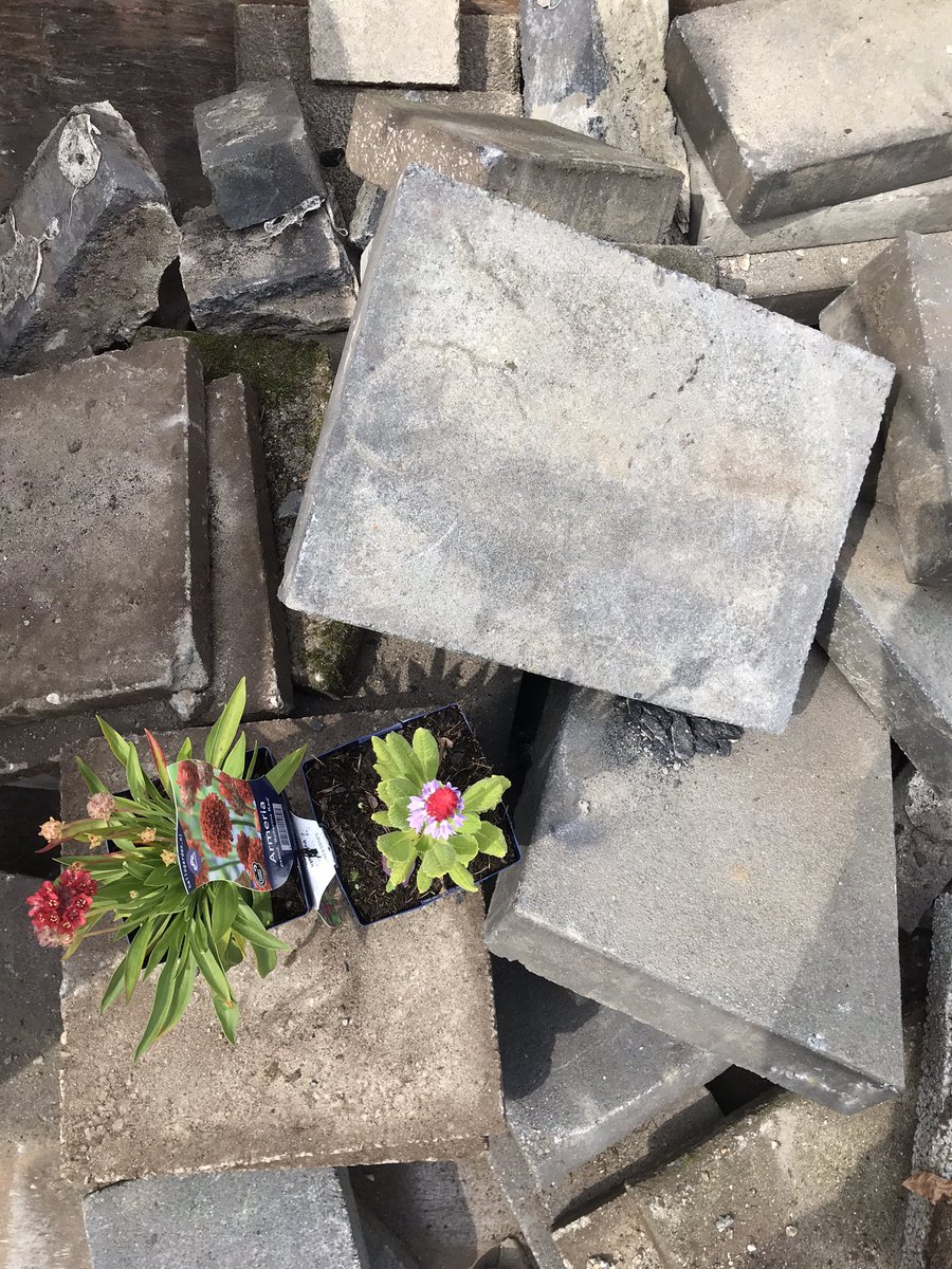 Groen is veel mooier dan grijs… Leuke actie van <a href="/shertogenbosch/">'s-Hertogenbosch</a> bij <a href="/GroenRijkDB/">GroenRijk Den Bosch</a> &amp; Intratuin #Rosmalen. Lever tegels in &amp; krijg er groen voor terug! 

denbosch.nl/nl/duurzaam/nk…

#empel #nktegelwippen #shertogenbosch #denbosch