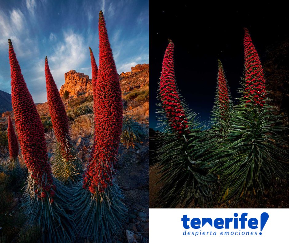 fototajinaste's tweet image. Recordad el evento será retransmitido en streaming. 

Para los no pueden venir como para los que quieren asistir. 🥰 

youtube.com/watch?v=yrFYp2… 

¡Os esperamos a todos amantes de la fotografía!