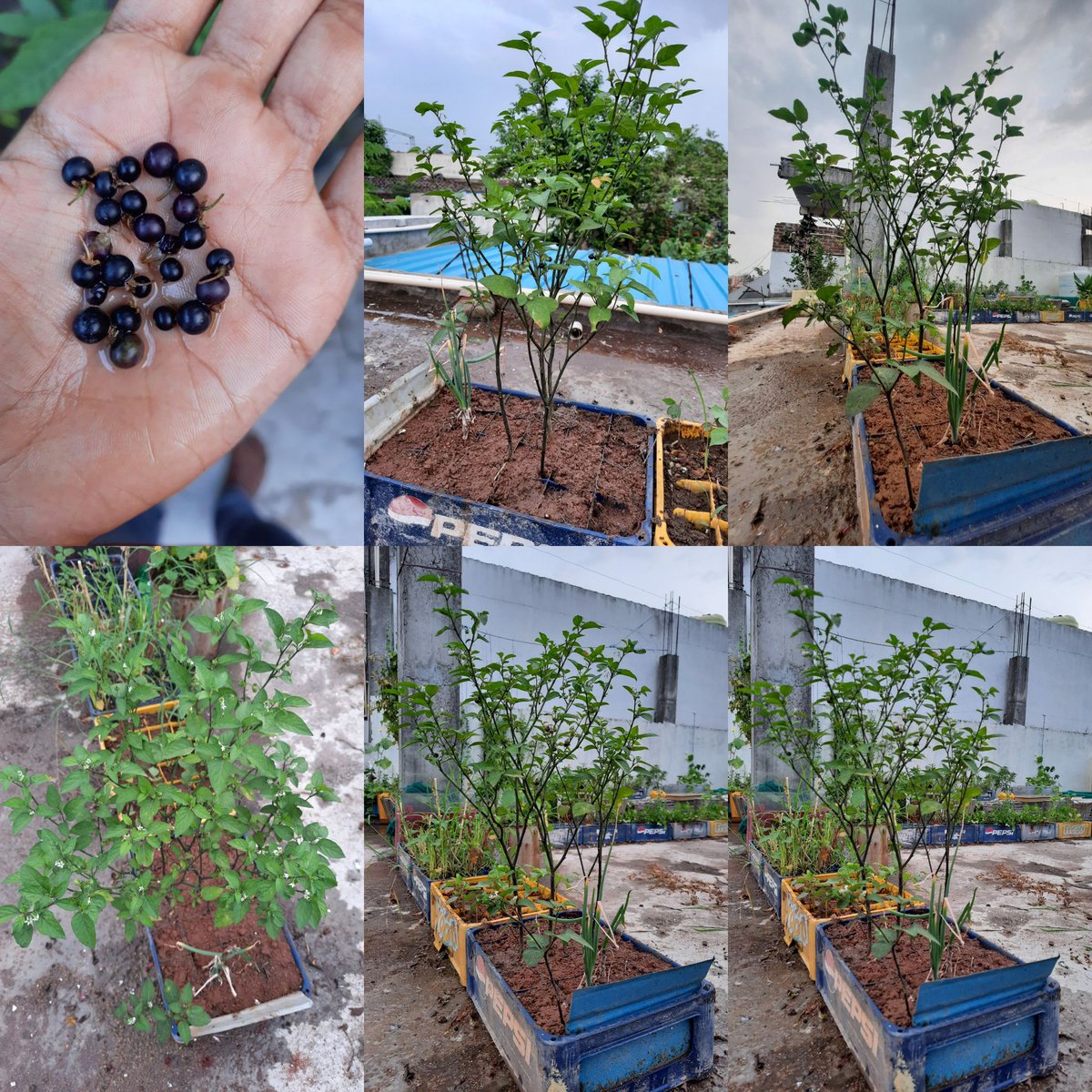 Nageshyada2's tweet photo. #solanumnigrum 
#solanaceae
#TerraceGarden 
#icar #iihr #fruits #helathy #plantlife https://t.co/tV7W1XIKde
