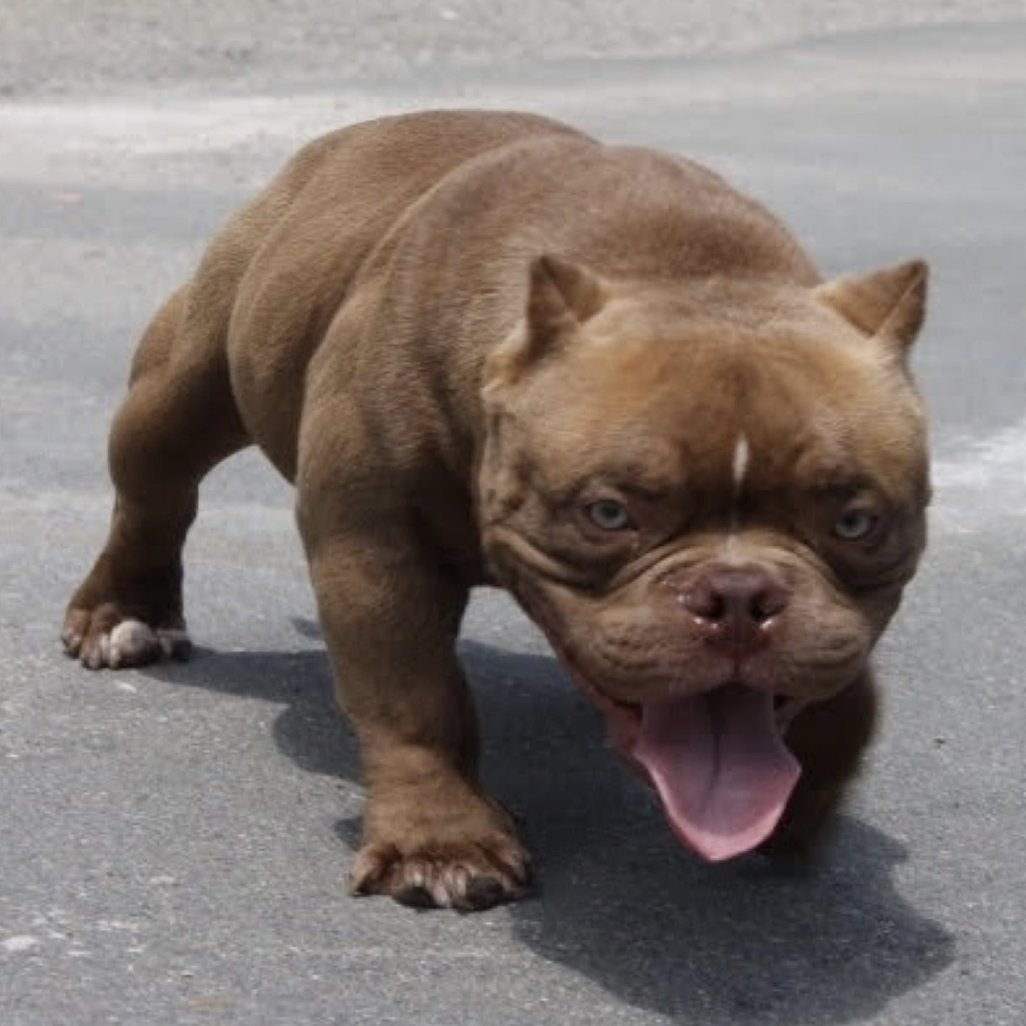 Little Buddy Kennel こちらはshanks君 この子のお父さんはfridayと言う韓国の超有名犬です この太い足 大きな手 体高の低さ 筋肉量 鼻の短さ 黄色い目 めちゃくちゃカッコよくないですか エキゾチックブリー ムキムキ犬 短足犬 しゃこたん Little Buddy Kennel こちらはshanks君 この子のお父さんはfridayと言う韓国の超有名犬です この太い足 大きな手 体高の低さ 筋肉量 鼻の短さ 黄色い目 めちゃくちゃカッコよくないですか エキゾチックブリー ムキムキ犬 短足犬 しゃこたん