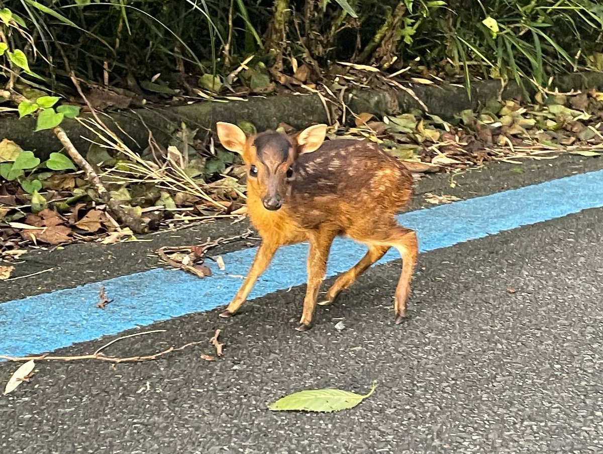 露伴ロハンrohan 伊豆大島で害獣と言われているキョンなのですが それでも赤ちゃんキョンは可愛い 写真の葉っぱを見て貰えばわかると思うですが 手のひらに乗っかってしまうほどの小ささ リアルバンビ 赤ちゃんキョンはかなりレアです 伊豆大島 露伴ロハンrohan 伊豆大島で害獣と言われているキョンなのですが それでも赤ちゃんキョンは可愛い 写真の葉っぱを見て貰えばわかると思うですが 手のひらに乗っかってしまうほどの小ささ リアルバンビ 赤ちゃんキョンはかなりレアです 伊豆大島