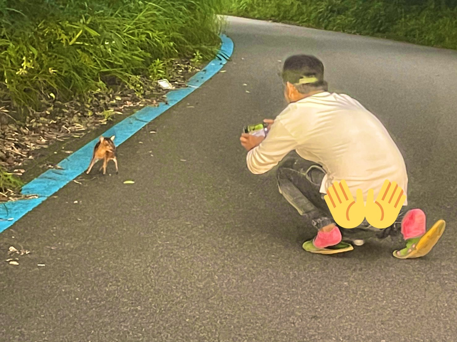 露伴ロハンrohan 伊豆大島で害獣と言われているキョンなのですが それでも赤ちゃんキョンは可愛い 写真の葉っぱを見て貰えばわかると思うですが 手のひらに乗っかってしまうほどの小ささ リアルバンビ 赤ちゃんキョンはかなりレアです 伊豆大島