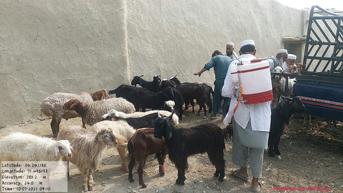 As per direction of Minister Agriculture, Livestock,Mr Muhib Ullah Khan, Secretary Agriculture, Dr Muhammad Israr Khan,DG Livestock Extension Dr Alamzeb Mohmand, Anti CCHF spray was carried out at TD Mohmand in Animal market under the kind supervision of DDL Dr Abdul Raziq safi.