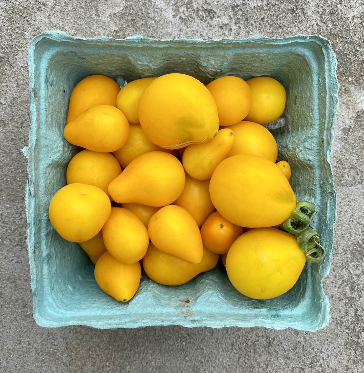 The Pay What You Can Farm Stand at Greensgrow West continues on Sunday July 11th. We take donations, EBT, cash, card, WIC and FMNP checks! There will be Bouquets, Tomatoes, Herbs, Greens, Carrots, Cabbage, Cherries, and Cantaloupes.
