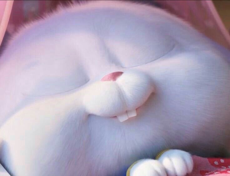 tunghaeyo's tweet photo. น้องซูบอกจู้ดไนท์ตอนสองทุ่มครึ่ง 🛌💭 https://t.co/i7l2qo7m9g