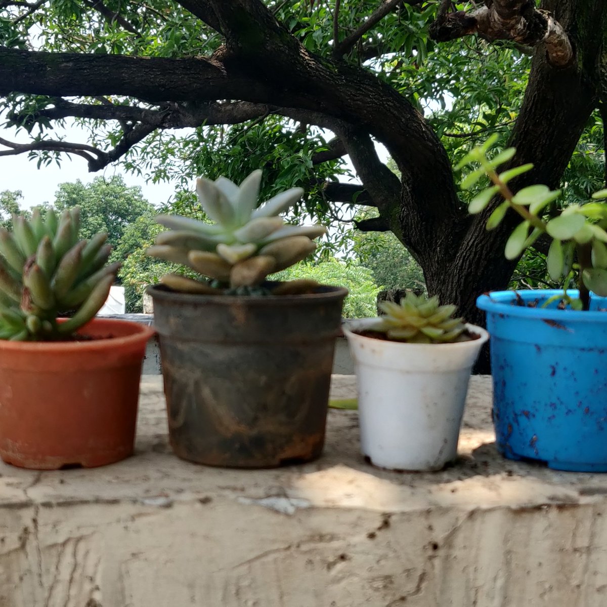 MDisoriya's tweet photo. For all the succulent lovers who are using plastic pots for their plants. You can re-use kulhad or pots made from clay instead of plastic pots. Stop using plastic. #saynottoplastic #plasticpollution #ecofriendly #givealittlebit #environment #gardening #succulents #ActOnClimate https://t.co/tFRd7VdAyK
