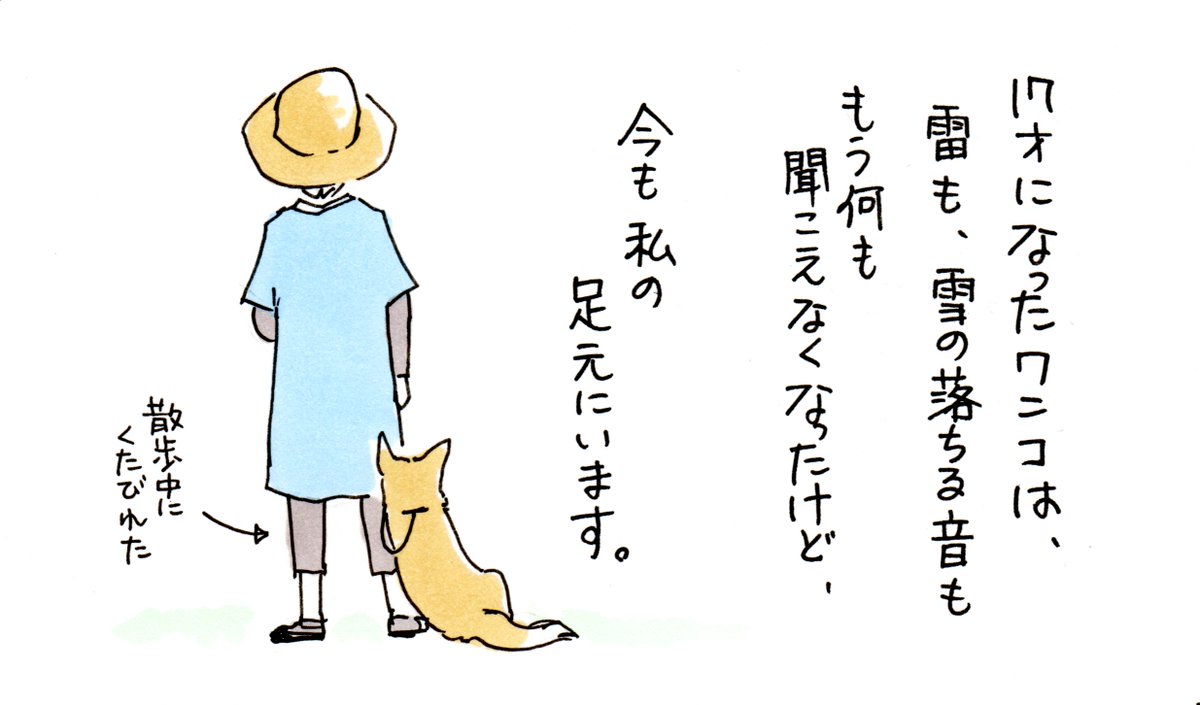 臆病で恥ずかしがり屋のウチのワンコは、17歳になりました。17年一緒にいます。17年間、足元にいます。 