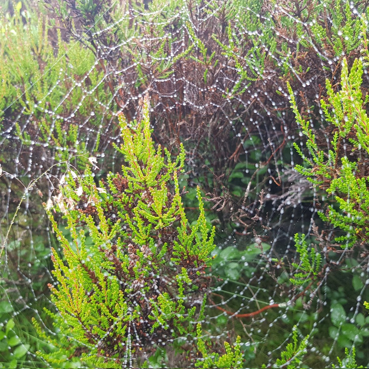 A very eerie atmosphere on the moor today, not knowing what's hiding in the mist! What's about to pounce?
Loved every moment of it!
#guidedwalk #haworthmoor
