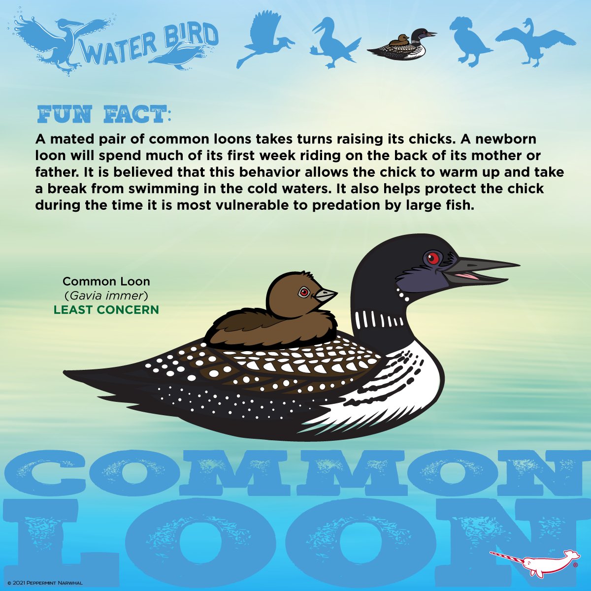 PepomintNarwhal's tweet photo. #WaterBirds #CommonLoon
NEW Water Bird enamel pins are here! 
SAVE 20% OFF during our Christmas in July Sale this week only!
https://t.co/OLoxD3YgNA
Sale Dates: July 5-11, 2021
Collect them all before they migrate!
#YearOfTheWaterBird #YOTWB
#loon https://t.co/GJaQLJFeX8