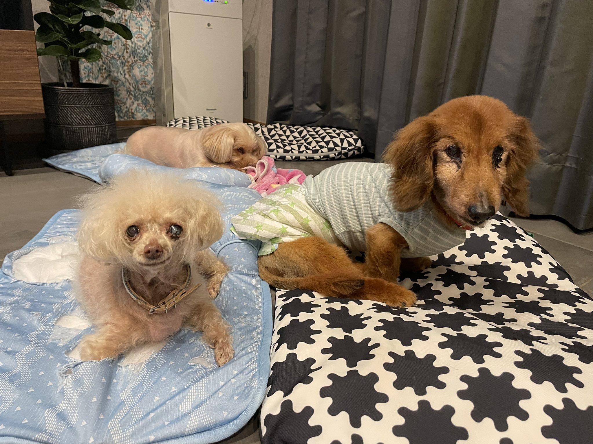 تويتر しろママ على تويتر 貴重な家族ショットが撮れました 左 ベティ母 トイプードル 11歳 中央 うめ子 ダップー 7歳 右 キャデ父 ミニチュアダックスフンド 17歳 犬のいる暮らし ミニチュアダックスフンド トイプードル ダップー ミックス犬 犬のいる幸せ