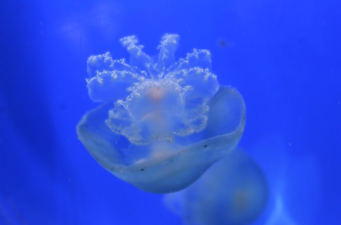 クラゲ 高画質 のtwitterイラスト検索結果 古い順