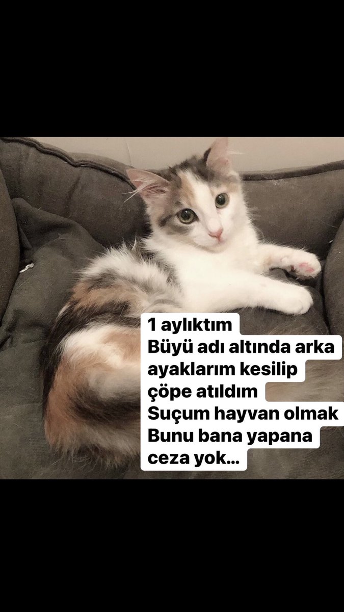 #HayvanlarıKorumaKanunu