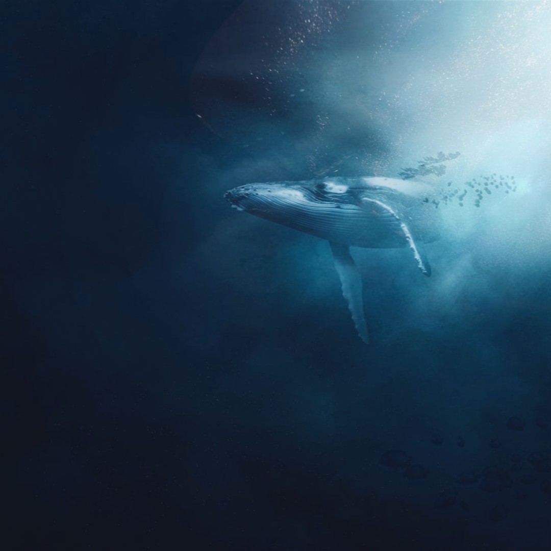 Did you know that whales are helping in the fight against climate change? Scientists say a single whale captures more CO2 in its lifetime than 1,000 trees. So, not only we need to #plantmoretrees but also to #savethewhales 🐋🌊