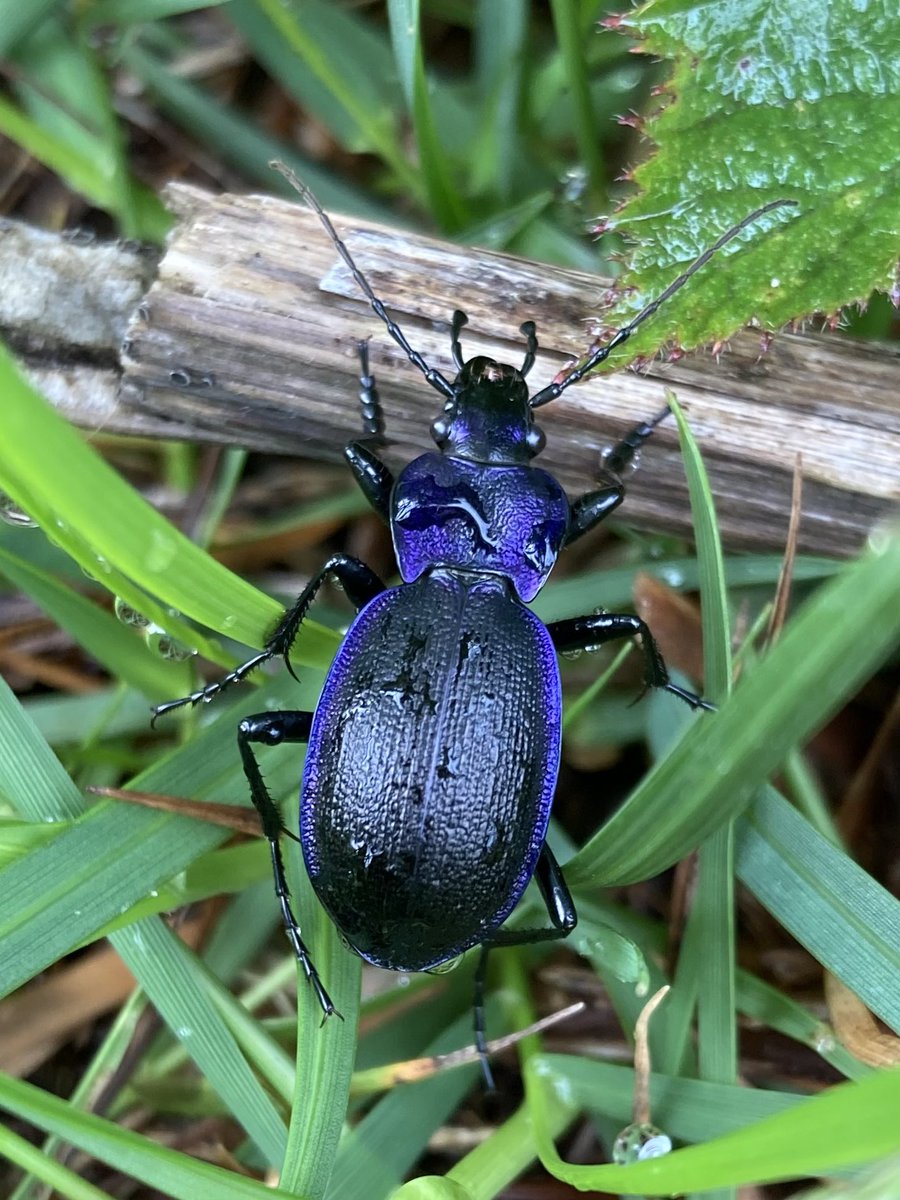 papillongin's tweet photo. Fitz and I found this beautiful Ridged Violet Ground Beetle (Carabus Problematicus) yesterday. A member of the same Caribidae family as our friend the Blue Ground Beetle. This species more common so keep an eye out for them 🪲
@Buzz_dont_tweet #carabusproblematicus #entomology https://t.co/5MQ0f7jlRQ