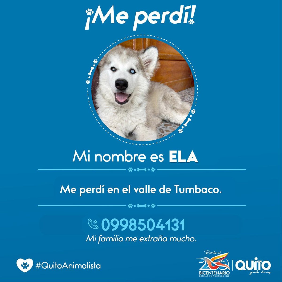 ⚠️ATENCIÓN ⚠️ Nuestra amiga Ela 🐶 se extravió en el sector de Tumbaco. Ayúdanos a buscarla, si la encuentras comunícate al 📲099 850 4131, su familia te lo agradecerá. 
#QuitoAnimalista 🐾