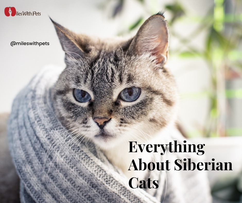 miles_pets's tweet photo. Everything About Siberian Cats 
They are fluffy with the cutest grumpy face. Regal but a survivor in their bitter wintery world.
https://t.co/uKxqj1Jw8c 
#mileswithpets #pets #pet #cats #siberiancats #petcats #catlove #petlife https://t.co/Cd3kazoK3s