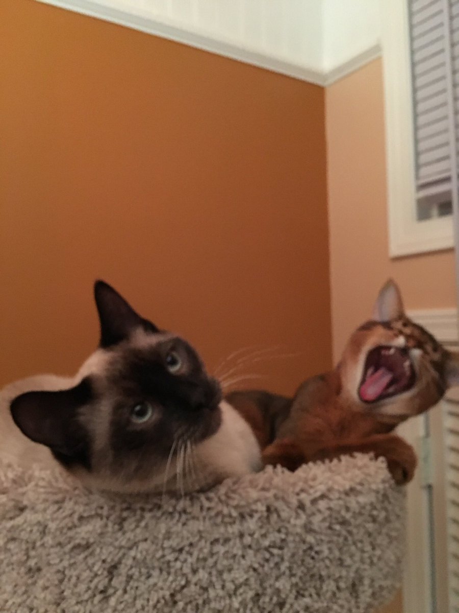ScorpioSpinster's tweet image. #PVCastingCall2021 Dyson the Abby, and Sammy the Siamese just hanging on the kitty tree top shelf after a nice nap one rainy evening 😻🐾🐾😻🐾🐾