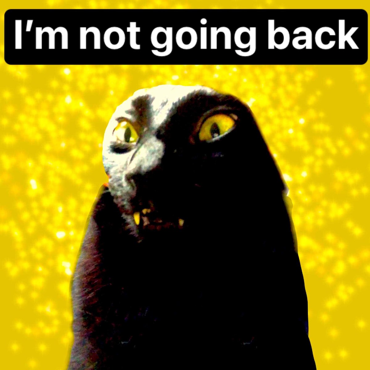 Macfest Mitchell tweet media