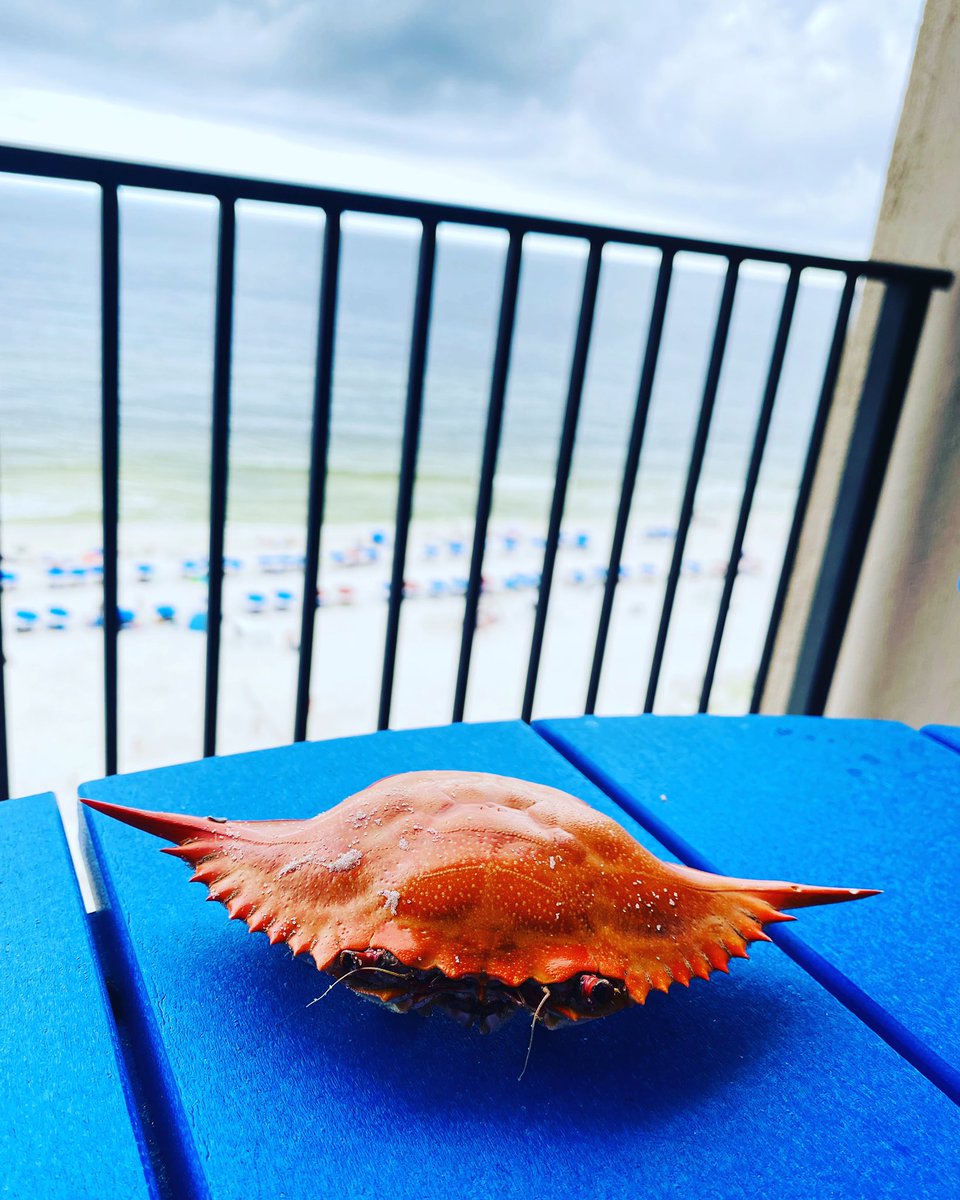 nursegirljennyk's tweet image. Orange Beach snorkeling find… #crabshell #orangebeach 🦀🌊🤿