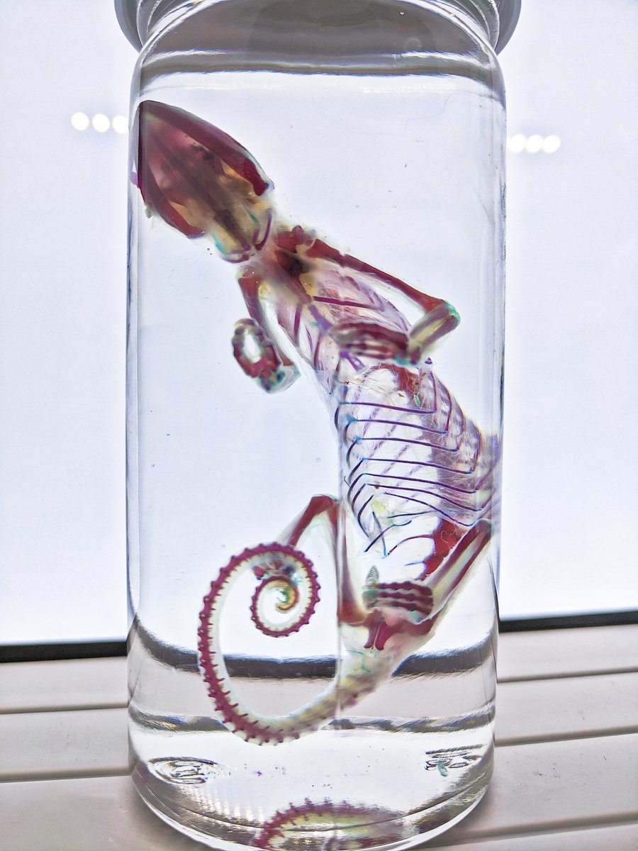 AphelionNecro's tweet photo. Diaphonized Chameleon https://t.co/Xz45WlfNbO