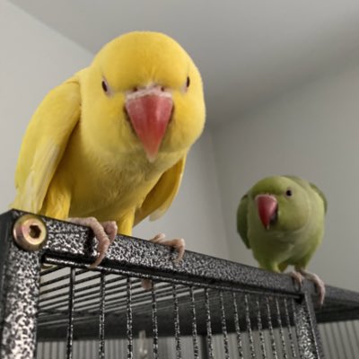 maizengreenchkn's tweet photo. #NewProfilePic https://t.co/GUlKBDbwuH