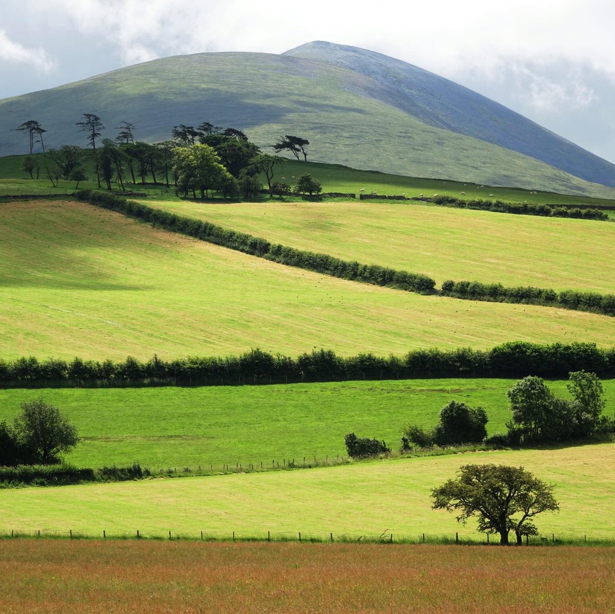 LakelandCamera's tweet photo. Fields and hedges near Over Water with Skiddaw in the distance.
#lakelandphoto #overwater #skiddaw #fieldpattern https://t.co/k91OzzbLhP