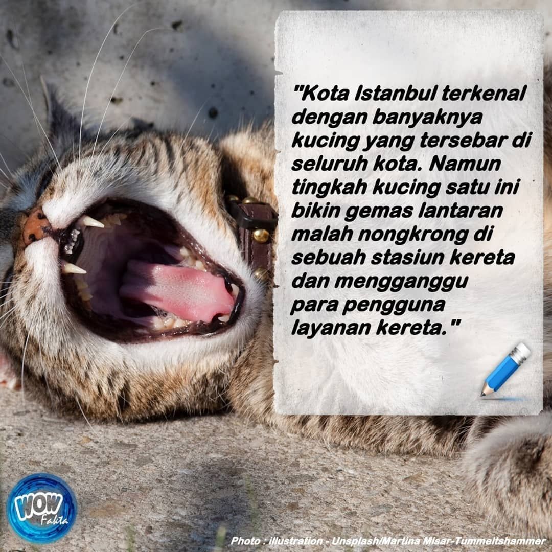 Salah satu #kucing di Istanbul ini menghalang-halangi orang ngetap kartu #kereta. Ini terlihat di video yang disebarkan warganet . Di video itu, kucing yang sering nongkrong di sebuah...⤵️
.
instagram.com/p/CQAUaLyrXS-/…
.
.