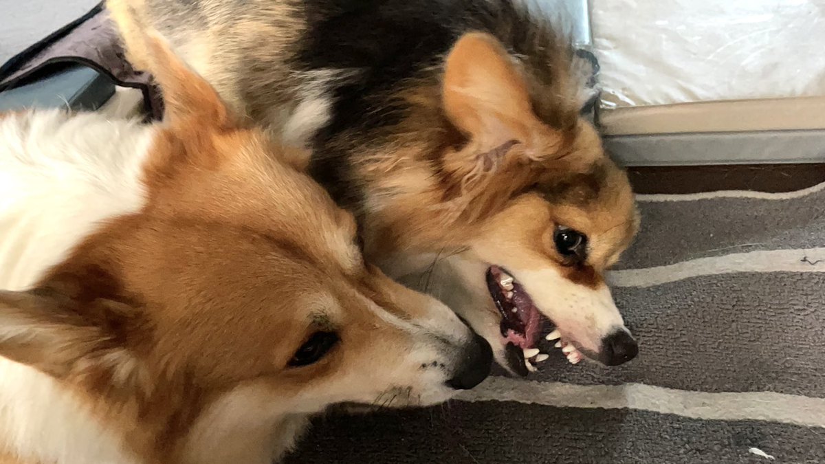 dwarfdogkiwi tweet picture