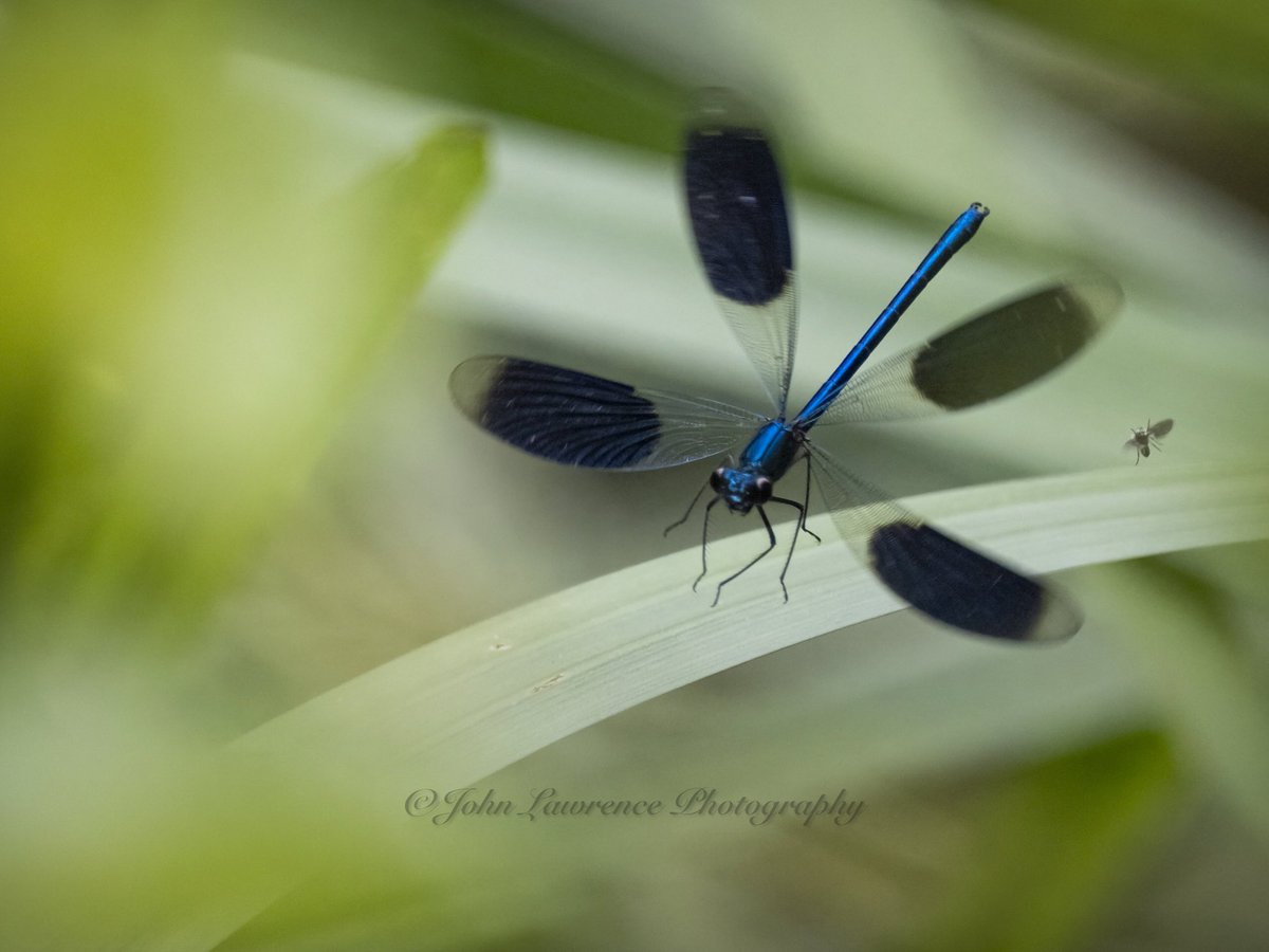 john lawrence (@wildjlawrence) on Twitter photo Banded demoiselle in flight at RSPB Minsmere this week. Olympus em1x with the 300mm pro and 1.4 converter.<a href="/Natures_Voice/">RSPB</a> <a href="/RSPBMinsmere/">RSPB Minsmere 🌍</a> @srsmicrosystems <a href="/bbcwildlifemag/">BBCWildlifeMagazine</a> <a href="/BBCCountryfile/">BBC Countryfile</a> <a href="/suffolkmag/">Suffolk Magazine</a> Banded demoiselle in flight at RSPB Minsmere this week. Olympus em1x with the 300mm pro and 1.4 converter.<a href="/Natures_Voice/">RSPB</a> <a href="/RSPBMinsmere/">RSPB Minsmere 🌍</a> @srsmicrosystems <a href="/bbcwildlifemag/">BBCWildlifeMagazine</a> <a href="/BBCCountryfile/">BBC Countryfile</a> <a href="/suffolkmag/">Suffolk Magazine</a>